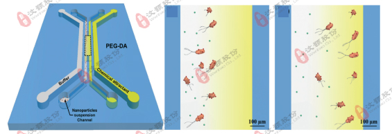 微流控濃度梯度芯片在模式生物趨化領域應用
