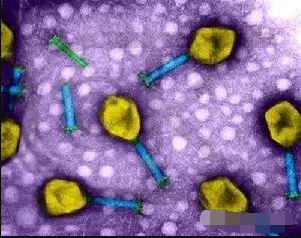 微流控芯片用于細胞篩選