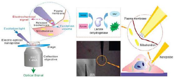 生物傳感器與生物芯片 生物傳感器與生物芯片