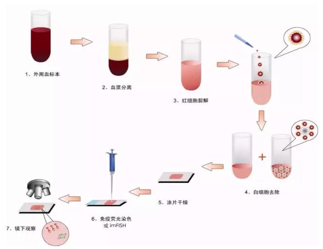 陰性富集法—Cyttel 陰性富集法—Cyttel