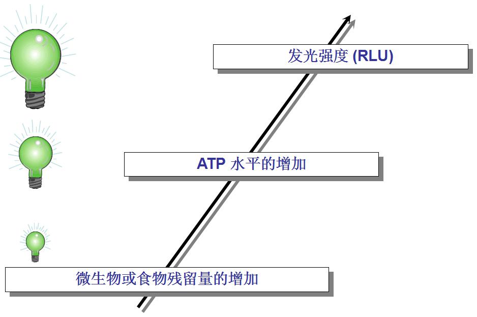 5.ATP與食物和微生物的關系 5.ATP與食物和微生物的關系