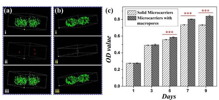 6.大孔微載體與實心微載體對包裹的細胞活性的比較
