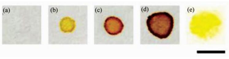 在全氟辛基二氧化硅(a~d)和甲基二氧化硅(e)修飾的疏水表面上進(jìn)行細(xì)菌檢測(a)E.coli +破膜劑, 無CPRG；(b)E.coli + CPRG, 無破膜劑；(c)E.coli +破膜劑+ CPRG；(d)E.coli(2倍用量)+破膜劑(2倍用量) + CPRG；(e)E.coli +破膜劑+ CPRG(標(biāo)尺=5 mm)