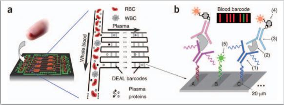 整合式微流控芯片可進行血球血漿分離及細胞激素之檢測 整合式微流控芯片可進行血球血漿分離及細胞激素之檢測