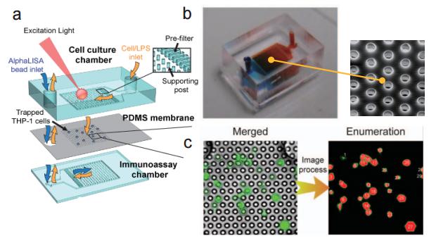 多孔洞結微過濾薄膜之微流控芯片 (a) 流流控芯片示意圖 (b) 實際微流控芯片照片及使用電子掃描顯微鏡(SEM)所拍攝之微過濾薄膜孔徑圖 (c) 使用分析軟體進行細胞計數示意圖 多孔洞結微過濾薄膜之微流控芯片 (a) 流流控芯片示意圖 (b) 實際微流控芯片照片及使用電子掃描顯微鏡(SEM)所拍攝之微過濾薄膜孔徑圖 (c) 使用分析軟體進行細胞計數示意圖