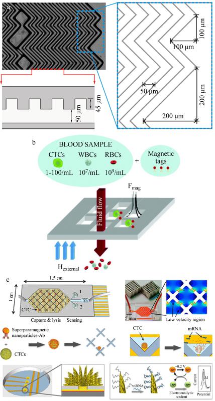 CTCs親和分選裝置(a)魚骨結構微漩渦發生器、(b)抗體標記的磁性粒子捕獲CTCs及(c)速度谷分選芯片、電化學裂解電極、納米結構傳感器的示意圖