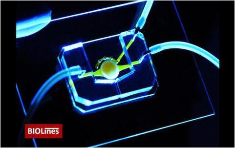 擁有微流控通道(黃色)的眼睛芯片,能夠將營養物質帶給位于圓形支架中心的細胞。該團隊還開發了一個微工程眼瞼,能夠在芯片上模擬眨眼 擁有微流控通道(黃色)的眼睛芯片,能夠將營養物質帶給位于圓形支架中心的細胞。該團隊還開發了一個微工程眼瞼,能夠在芯片上模擬眨眼