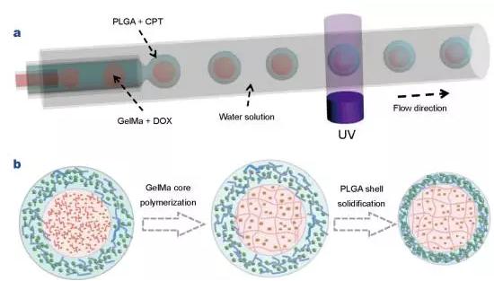 使用液滴微流控技術制備核殼結構微膠囊用于藥物輸送