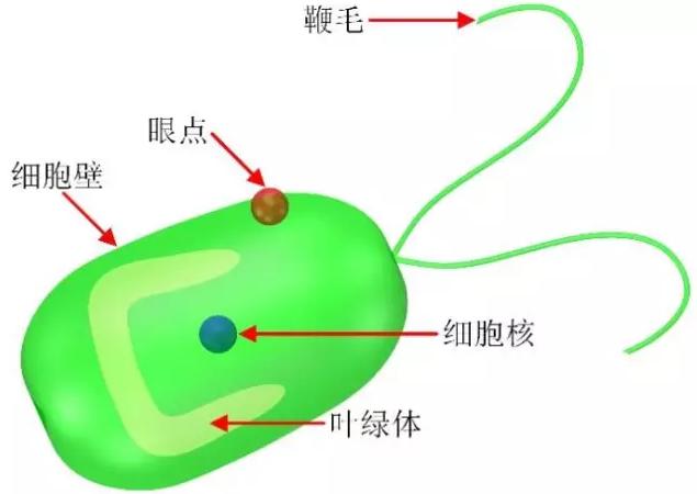 藻類細胞機器人示意圖 藻類細胞機器人示意圖