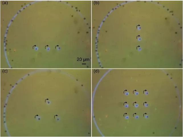 藻類細胞定向旋轉陣列 藻類細胞定向旋轉陣列