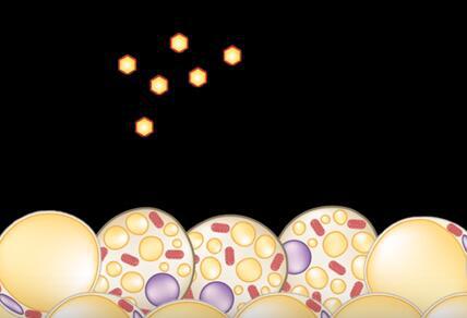 微針貼片助燃皮下脂肪,或讓坐著減肥成現實! 微針貼片助燃皮下脂肪,或讓坐著減肥成現實!