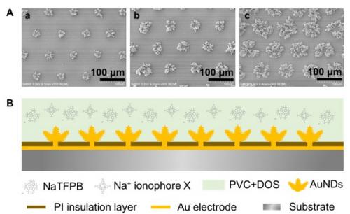圖1.（A）電沉積制備不同比表面積的三維金納米結(jié)構(gòu)固體接觸傳導(dǎo)陣列電極；（B）全固態(tài)離子選擇性陣列電極構(gòu)建的結(jié)構(gòu)示意圖。