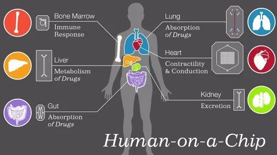 微型人類器官誕生—肝臟芯片 微型人類器官誕生—肝臟芯片