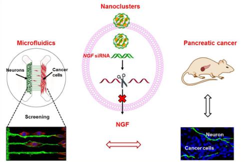 微流控芯片構建神經-腫瘤研究模型,在靶向胰腺的神經微環境、治療胰腺腫瘤的研究中取得重要進展 微流控芯片構建神經-腫瘤研究模型,在靶向胰腺的神經微環境、治療胰腺腫瘤的研究中取得重要進展