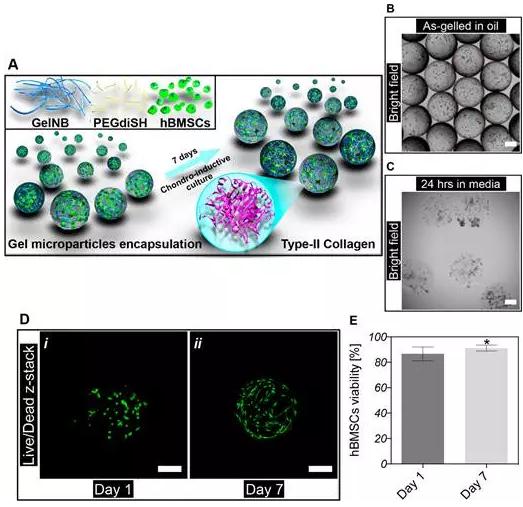 將細胞封裝進微凝膠中 將細胞封裝進微凝膠中