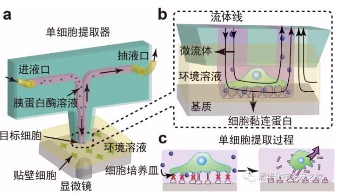 用于單細胞研究的探針式微流控芯片示意圖及工作原理