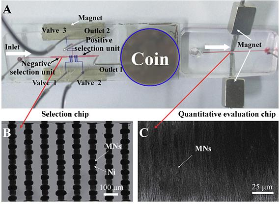 多功能微流控篩選平臺(tái)用于核酸適配體高效篩選 多功能微流控篩選平臺(tái)用于核酸適配體高效篩選