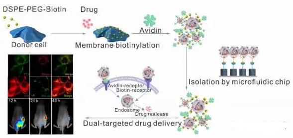 經雙配體化學編輯的外泌體在微流控純化后可有效靶向遞送藥物至腫瘤細胞 經雙配體化學編輯的外泌體在微流控純化后可有效靶向遞送藥物至腫瘤細胞