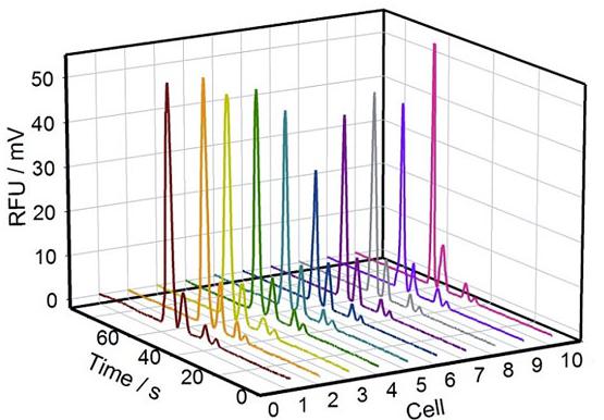 圖2. 10組單個PC-12細胞內Na+、K+、Mg2+、Ca2+的電泳譜圖