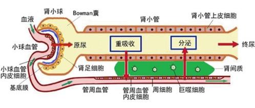 腎單位的生理結(jié)構(gòu)和血液凈化生理學(xué)的過程圖示