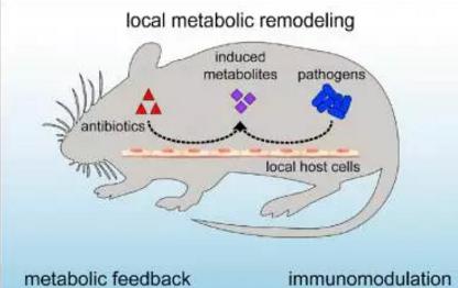 抗生素可不通過菌群削弱自身效果并改變宿主免疫功能