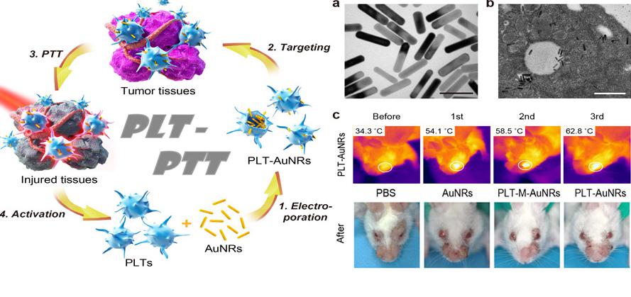 腫瘤細胞治療策略和效果 腫瘤細胞治療策略和效果