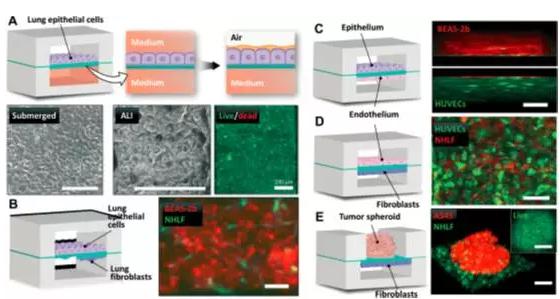 究人員將人肺上皮細胞培養于裝置中,用來重建空氣-肺界面 究人員將人肺上皮細胞培養于裝置中,用來重建空氣-肺界面