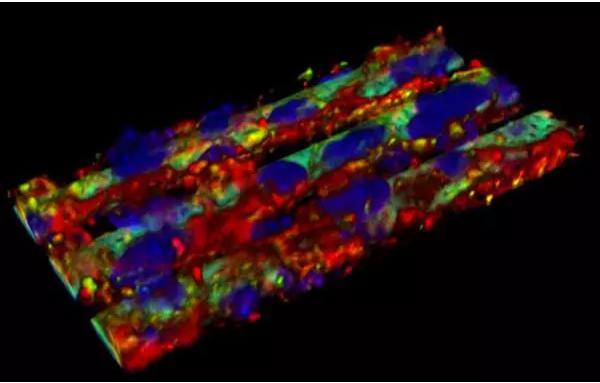 血腦屏障復制模型