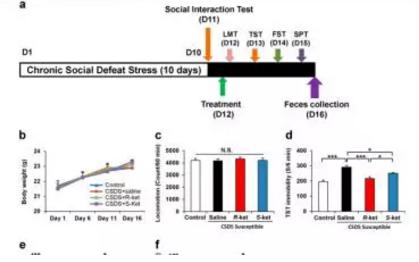 腸道活潑瘤胃球菌如何識別唾液酸 腸道活潑瘤胃球菌如何識別唾液酸