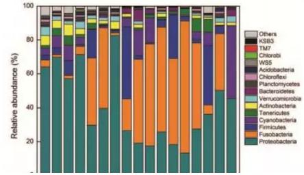 虹鱒魚吃點大蒜,長得塊菌群也顯獨特 虹鱒魚吃點大蒜,長得塊菌群也顯獨特