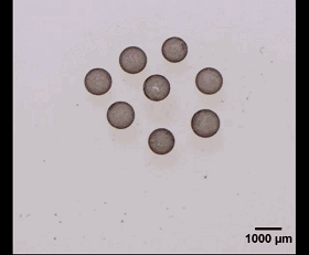 圖3. 光場誘導的液滴活性組裝。