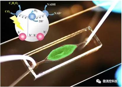 利用微流控芯片進(jìn)行人工光合作用