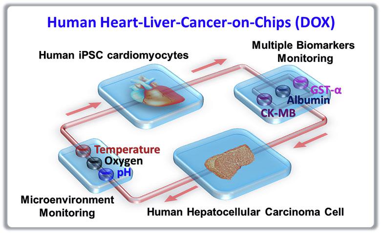 器官芯片技術 器官芯片技術
