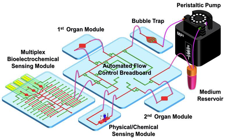 器官芯片自動化藥物篩選 器官芯片自動化藥物篩選