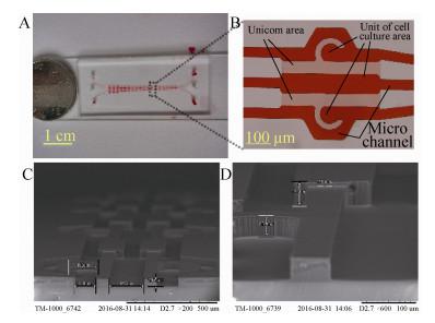 圖4 細(xì)胞芯片圖像 (A：實(shí)物圖；B：單元光學(xué)圖； C 和 D：SEM 圖像)
