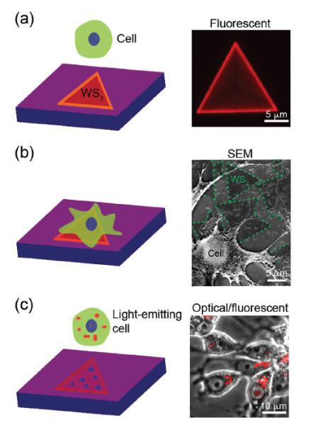 來航雞肝腫瘤細胞(LMH)自主吞噬二維二硫化鎢材料 來航雞肝腫瘤細胞(LMH)自主吞噬二維二硫化鎢材料