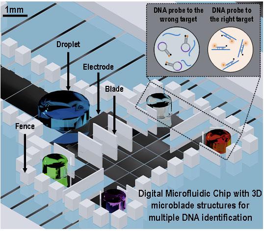 三維微結構的數字微流芯片用于并行多種DNA分析 三維微結構的數字微流芯片用于并行多種DNA分析