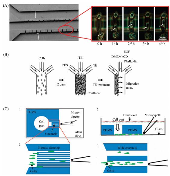 圖5微流控芯片細胞遷移研究 圖5微流控芯片細胞遷移研究