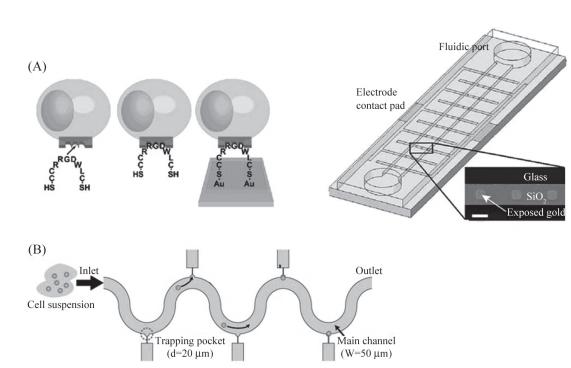 圖6單細胞捕獲示意圖 圖6單細胞捕獲示意圖