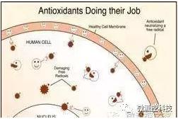 聚合酶鏈反應 聚合酶鏈反應