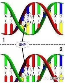 多態性檢測 多態性檢測