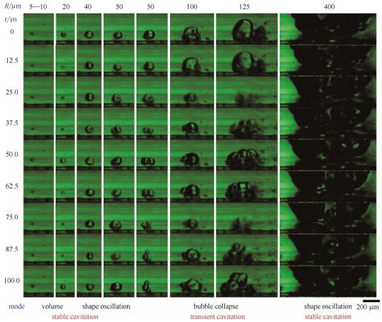 圖5微通道中不同半徑氣泡的微觀空化行為（每列的9張連續圖片選自于拍攝幀速80000幀/秒、曝光12μs的視頻。圖片的時間間隔為12.5μs。圖片底部標出了不同半徑氣泡的振蕩模式）