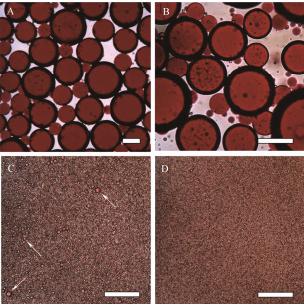 圖7Freitas等制備的水包油乳液光學圖像