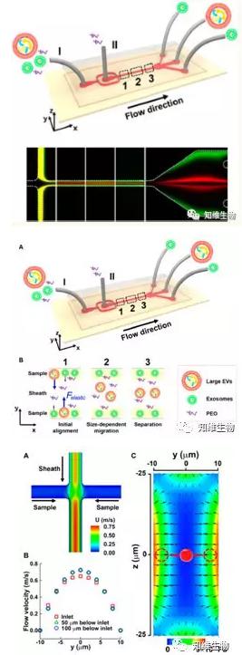 無磁場條件下，通過微流控從細胞外膜泡中分離外泌體