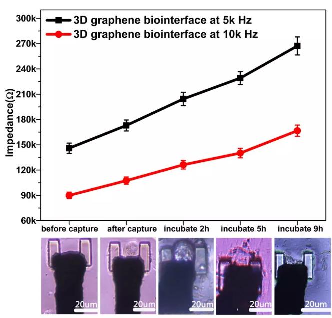 圖6通過三維石墨烯界面對單細胞進行實時的CCD記錄和電信號提取
