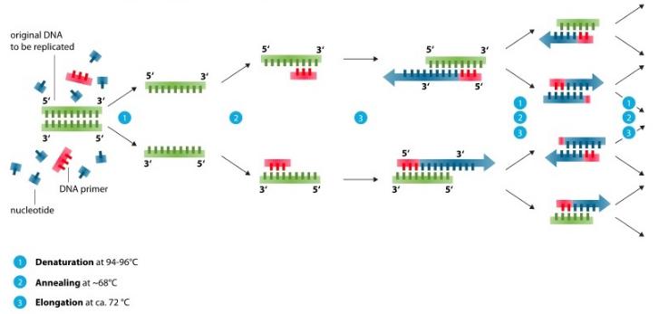 PCR需要幾種常見混合物的試劑 PCR需要幾種常見混合物的試劑