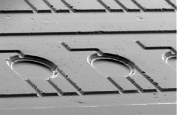 來自Gong等煩人多重集成PCR原型 來自Gong等煩人多重集成PCR原型