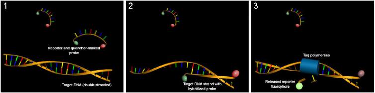 熒光探針機制 熒光探針機制