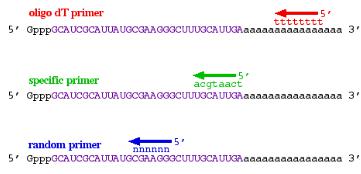 RT-PCR:不同的RT引物類型 RT-PCR:不同的RT引物類型