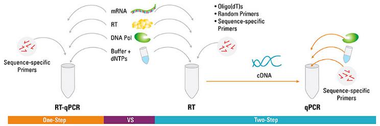 RT-PCR:一步和兩步法 RT-PCR:一步和兩步法